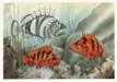 Tiger Rockfish